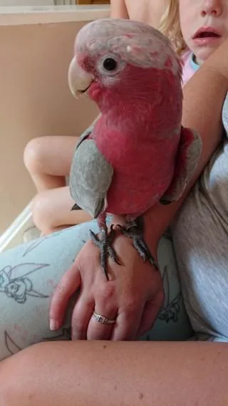 1-2 Galah Cockatoo Parrots (rescue)