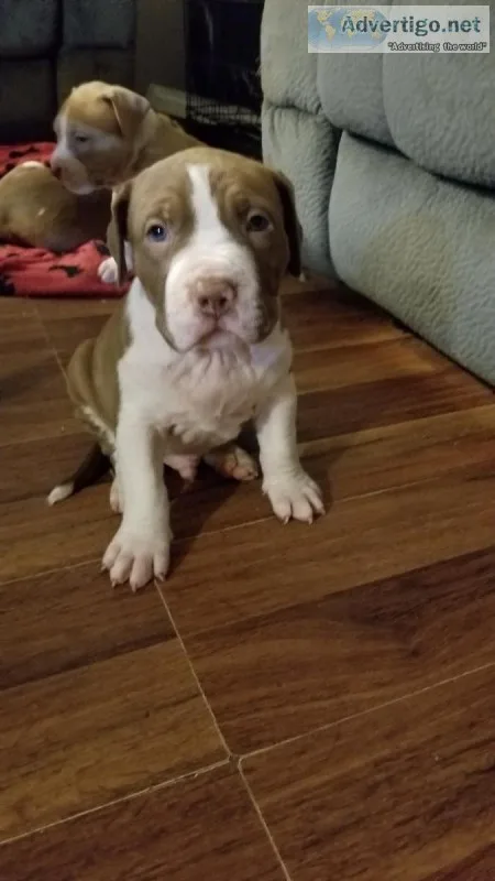 Chocolate American Pit Bulls