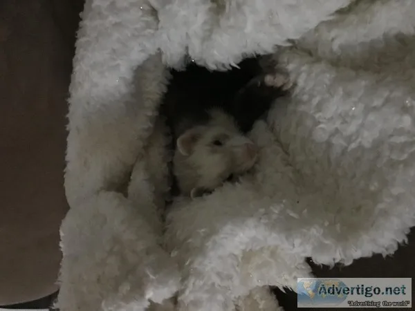 Ferret and Cage for Sale