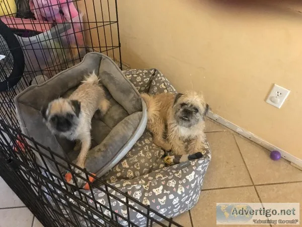 Pugs