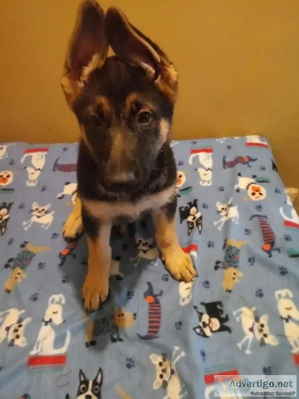 AKC German Shepherd puppies