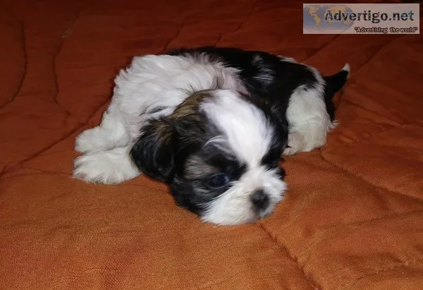Akc Shih tzu puppies
