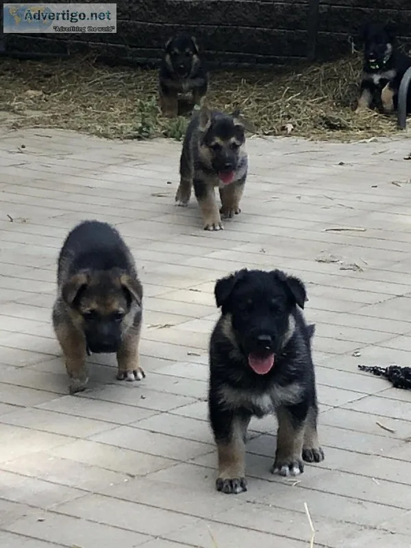 Registered German shepherd puppies