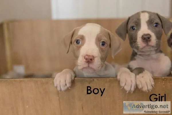 Xl Bully Puppies