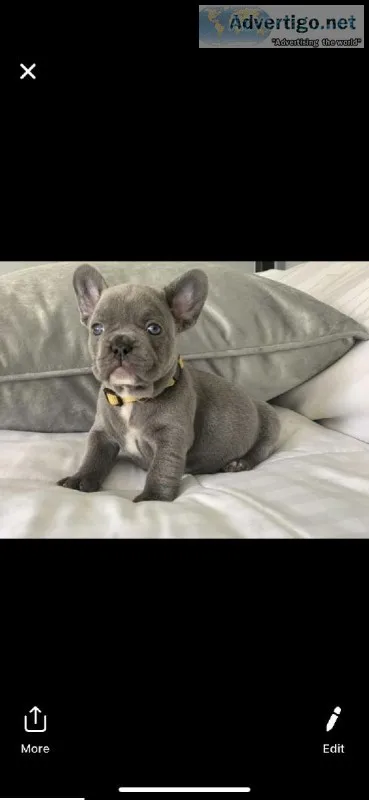 French Bulldog