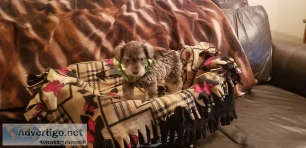 Mini Schnauzers for Sale