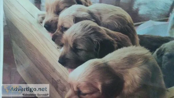 AKC Golden Retriever Puppies