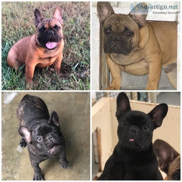 AKC French Bulldog 6 mon pups