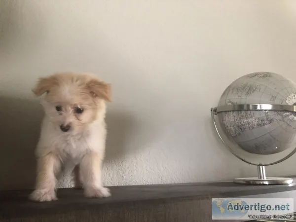 PomeranianChinese crest puppy for sale