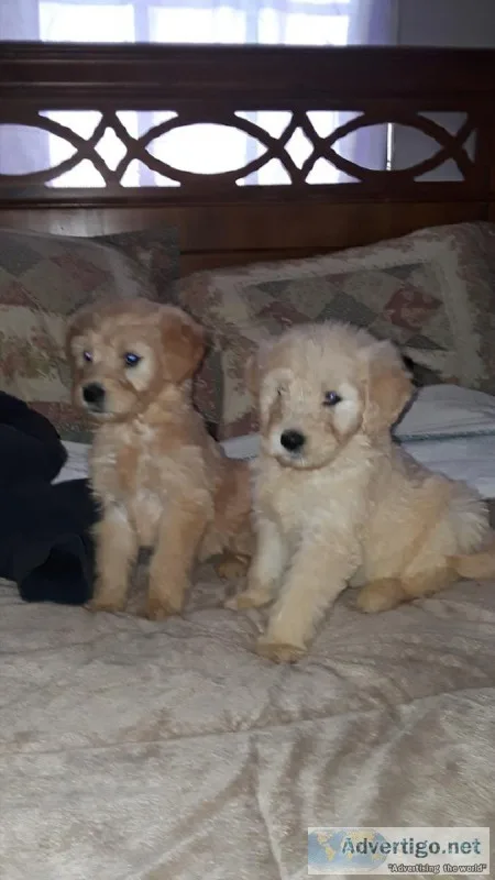 goldendoodles