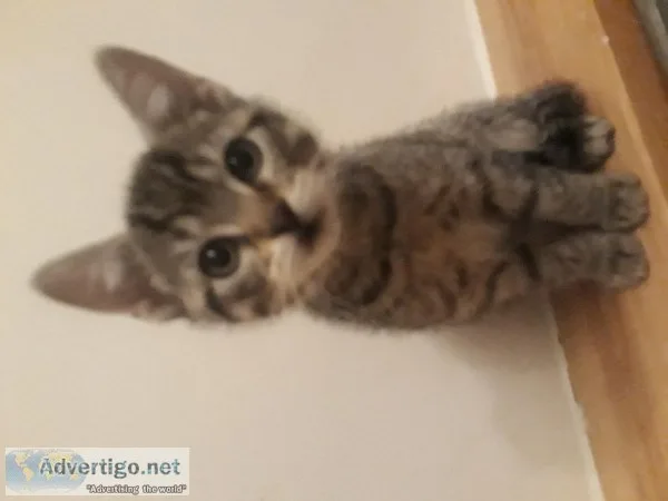 Kittens for sale