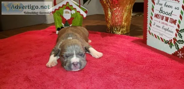 American Bully Puppies