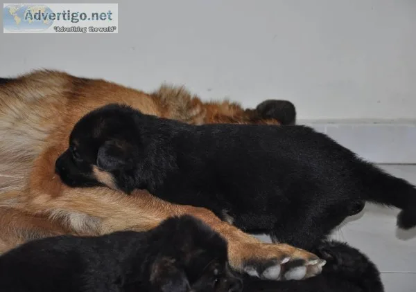 german shepherd for sale at give away price