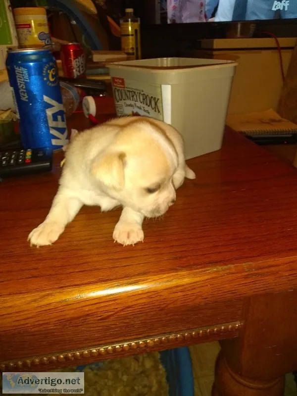 Chugs