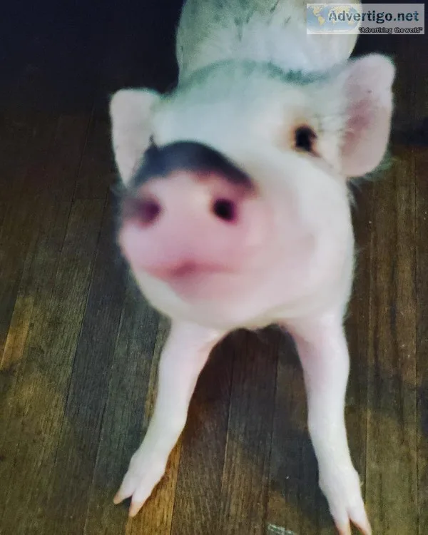 Micro Pig