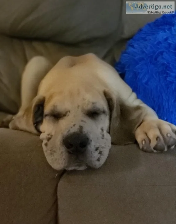 Akc Great dane puppies
