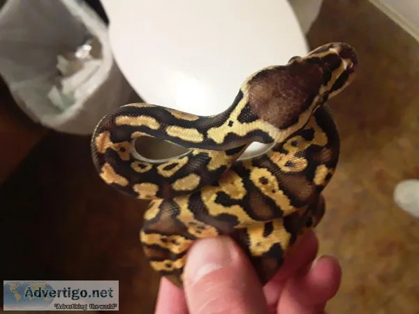 Pastel yellow belly granite