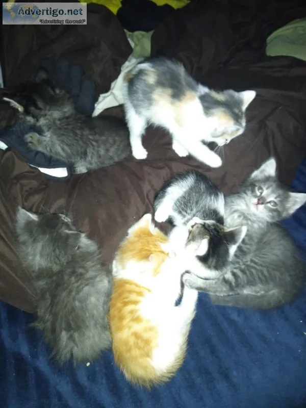 Christmas Kittens