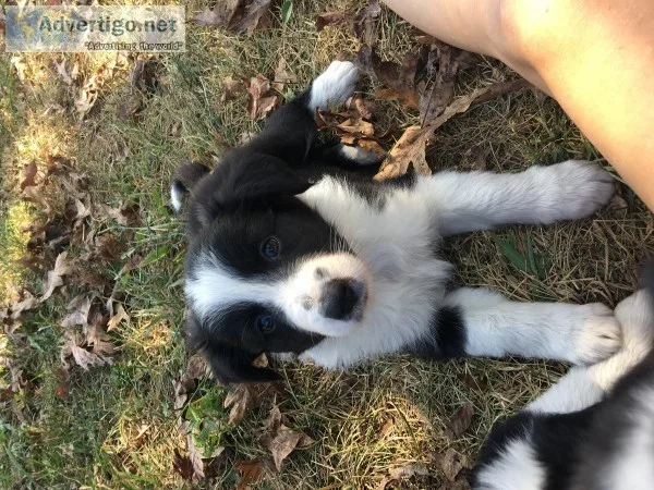 ABCA Registered Border Collies