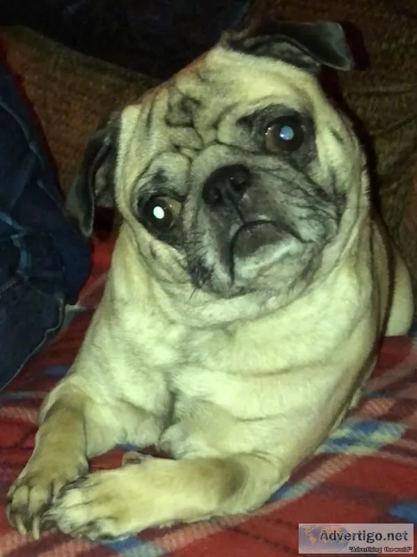 Pug