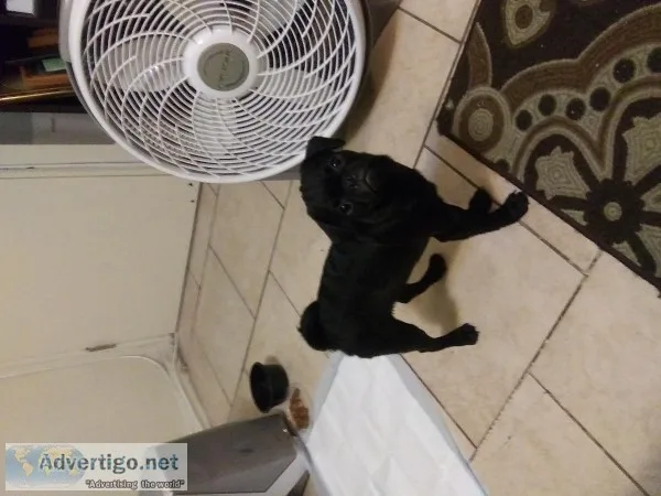 Black pug