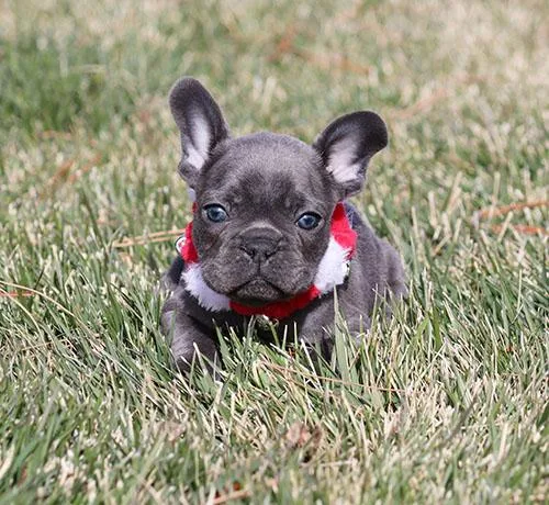 AKC Blue French Bulldog Puppy Boy (Earl)