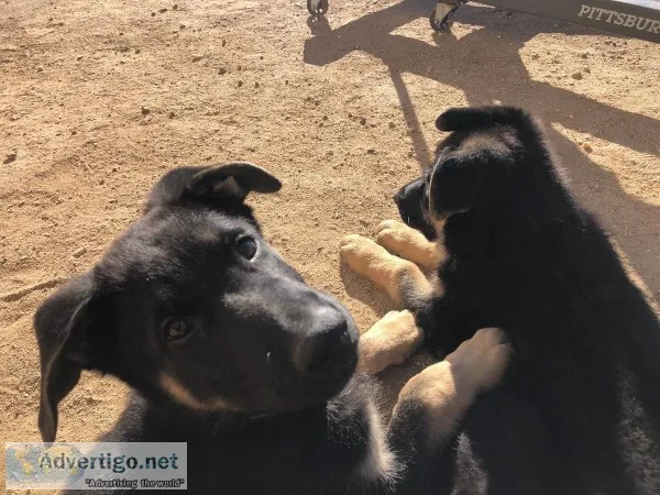 German Shepherd Puppies