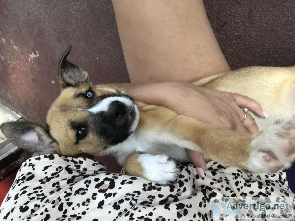 Puppies for sale