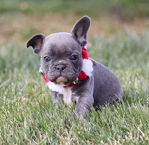 AKC Blue French Bulldog Puppy Girl (Fia)