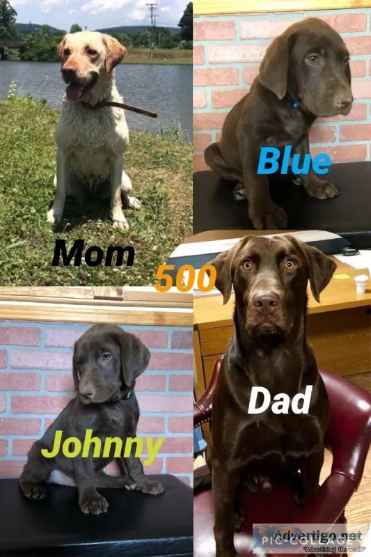 Labrador retriever
