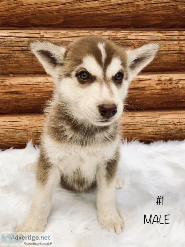 AKC Siberian husky puppies