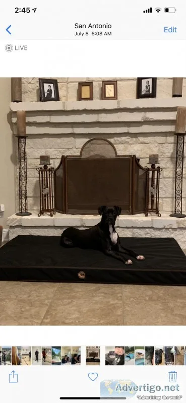 1yr old male boxer.