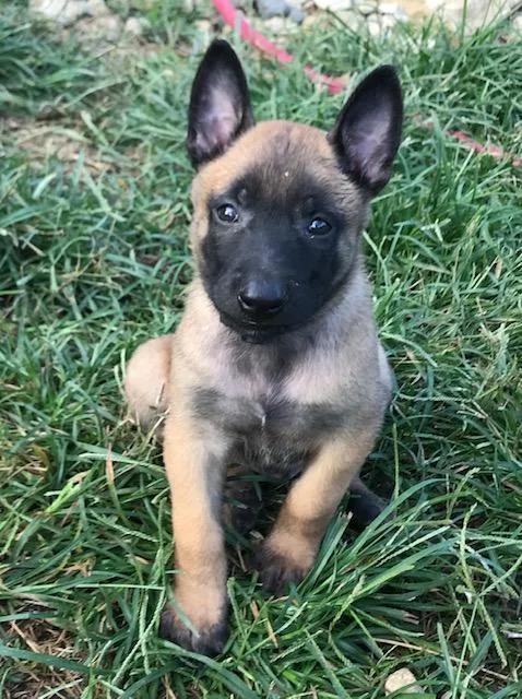 AKC Belgian Malinois