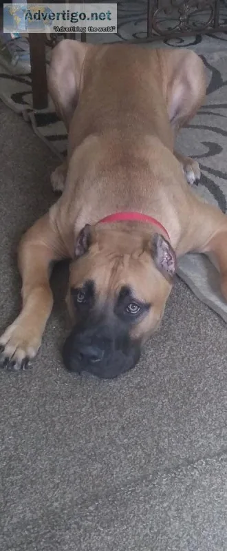 Cane Corso