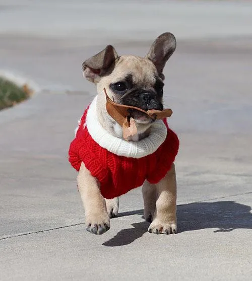 AKC Cream French Bulldog Puppy Boy (Izzo)