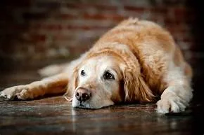 Your dog will feel like a pup again