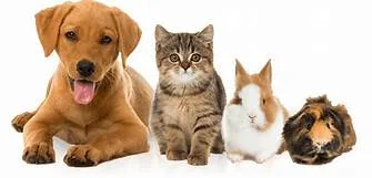 Your dog will feel like a pup again