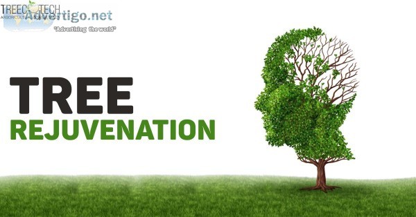 TREE REJUVENATION - Recover Replant Restore