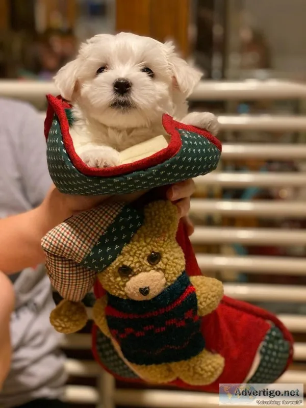 Maltese puppies