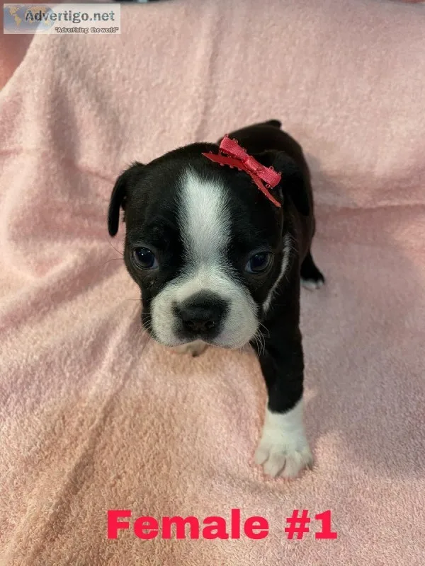 Boston Terriers