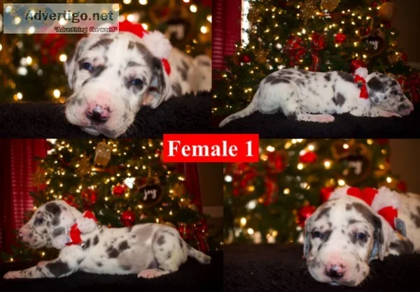 AKC Great Dane Puppies