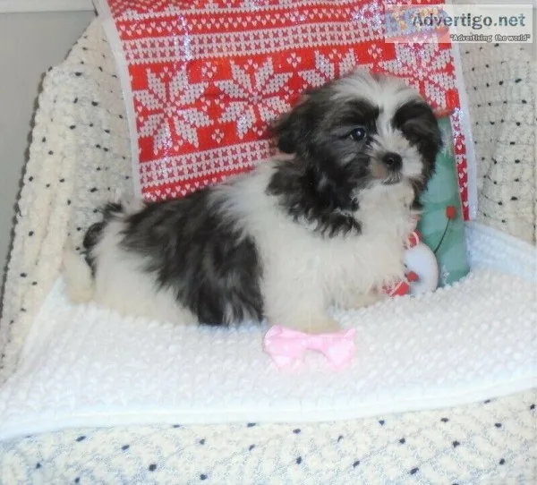 Fluffy Hypoallergenic Havadoodle Baby Girls