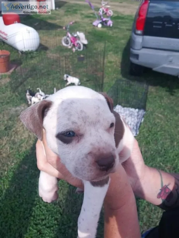 Pitbull puppies for sale