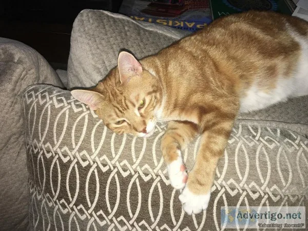 Male Cat 