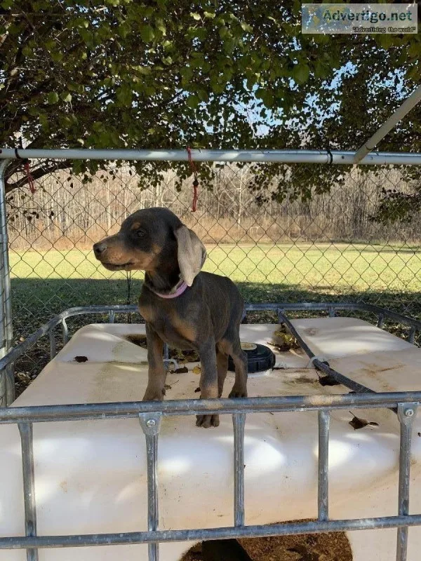 Doberman puppies