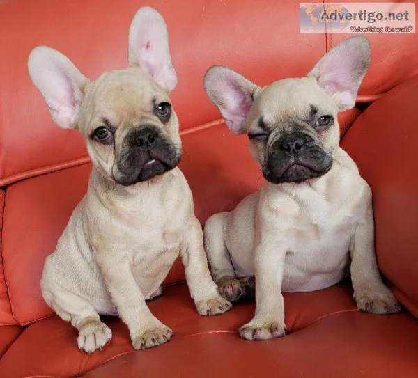 French bulldogs
