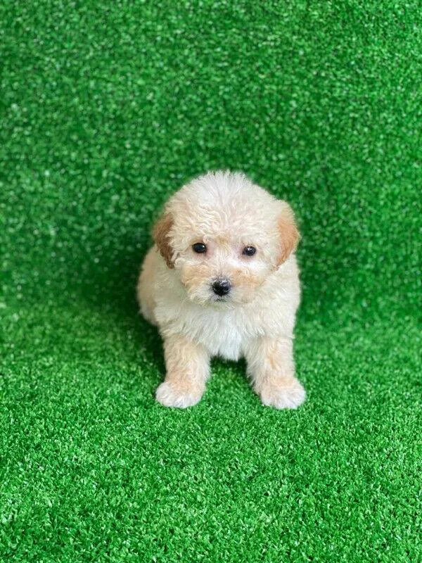 Teddy Bear Maltipoo puppies for sale