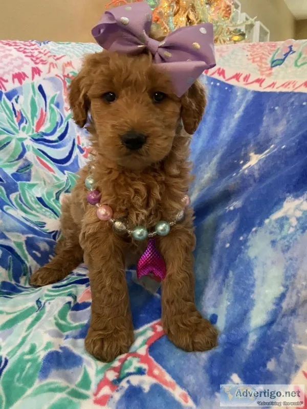 Goldendoodle