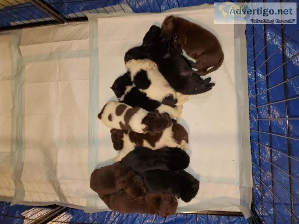 AKC Registered Newfoundland Puppies