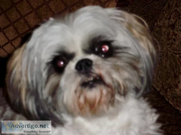 BABYSITTING TWO SHIH TZUS IN YOUR HOME